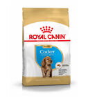 Royal Canin Puppy Cocker ração para cães, , large image number null